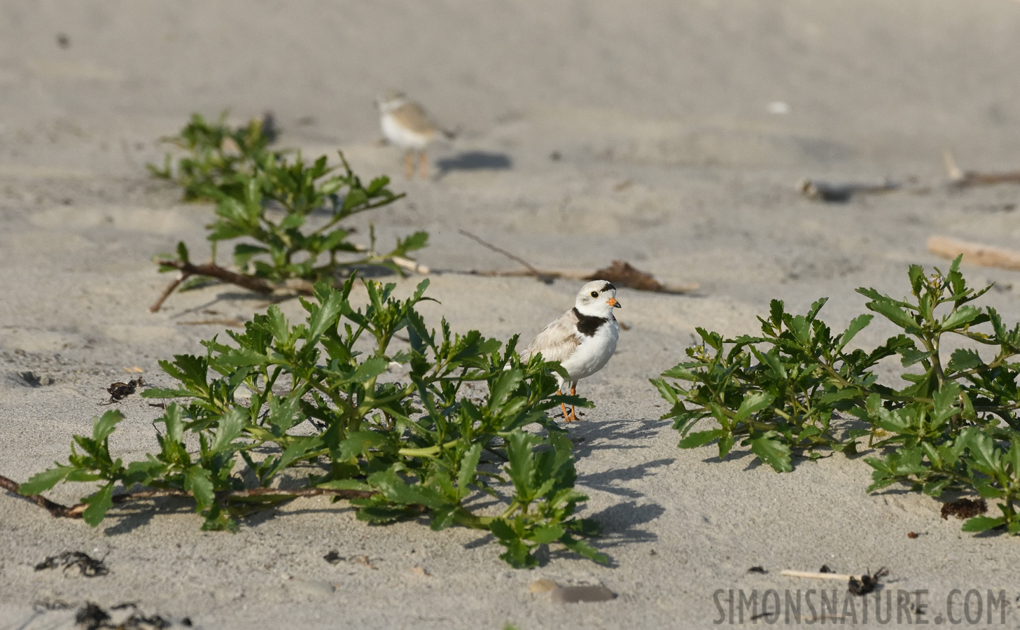 Charadrius melodus [400 mm, 1/6400 Sek. bei f / 8.0, ISO 1600]